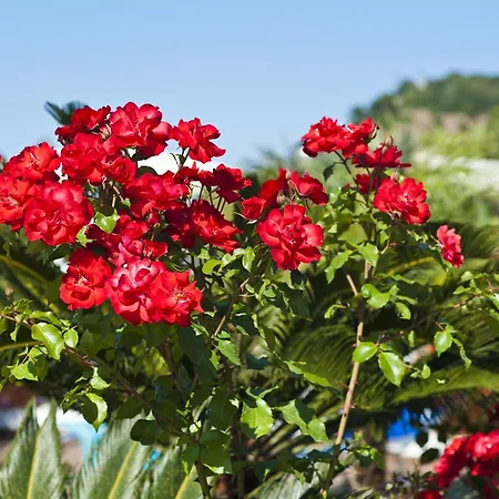 Maison d'hôtes Casa Di Meglio Dependance 4*